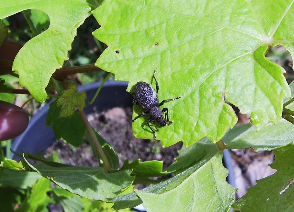 Curculionidae: Otiorhynchus (Dorymerus) sulcatus  su vite